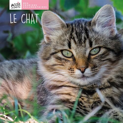 le chat  
